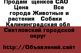 Продам ,щенков САО. › Цена ­ 30 000 - Все города Животные и растения » Собаки   . Калининградская обл.,Светловский городской округ 